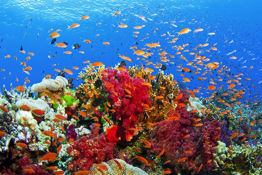 Corales blandos: tipos, características y alimentación - Alimentación de los corales blandos
