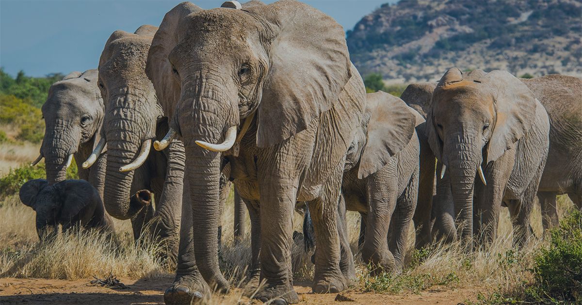 Asombrosas curiosidades de los elefantes