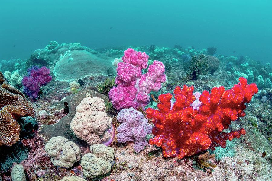 Corales blandos: tipos, características y alimentación - Características de los corales blandos