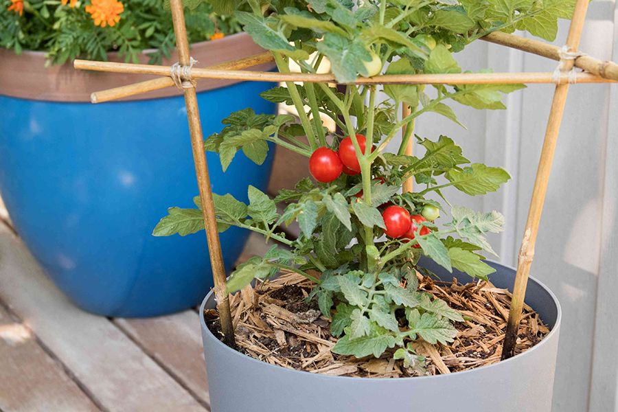 Germinar semillas de tomate - Cómo plantar tomates en maceta y suelo