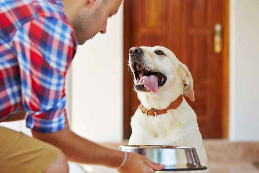 Conoce las necesidades nutricionales de tu perro
