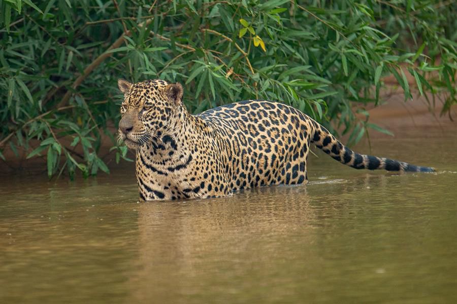Por qué el Jaguar está al borde de la extinción - Estado actual del Jaguar