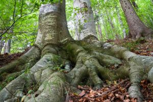 Explorando los diversos tipos de raíces
