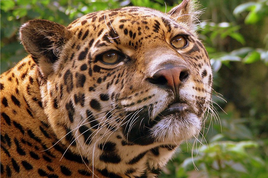Por qué el Jaguar está al borde de la extinción - Hábitat fragmentado y pérdida de tierras
