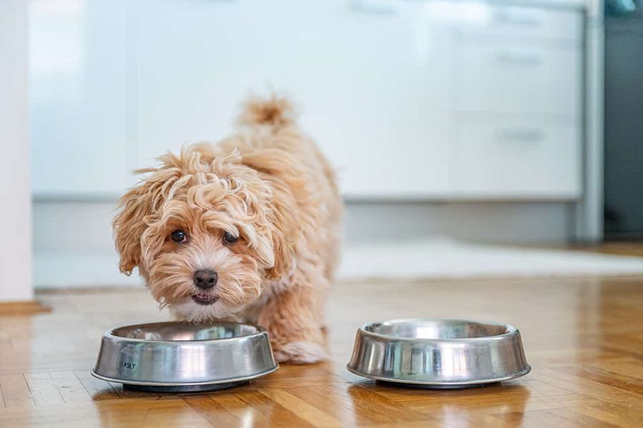 Qué debe contener una dieta saludable para perros