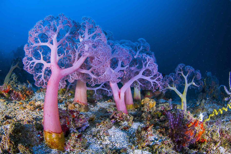 Corales blandos: tipos, características y alimentación - Qué son los corales blandos