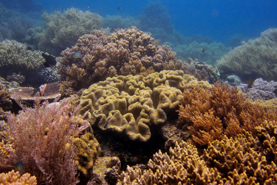 Corales blandos: tipos, características y alimentación - Tipos de corales blandos