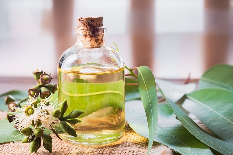 Usos terapéuticos del aceite de eucalipto en problemas respiratorios