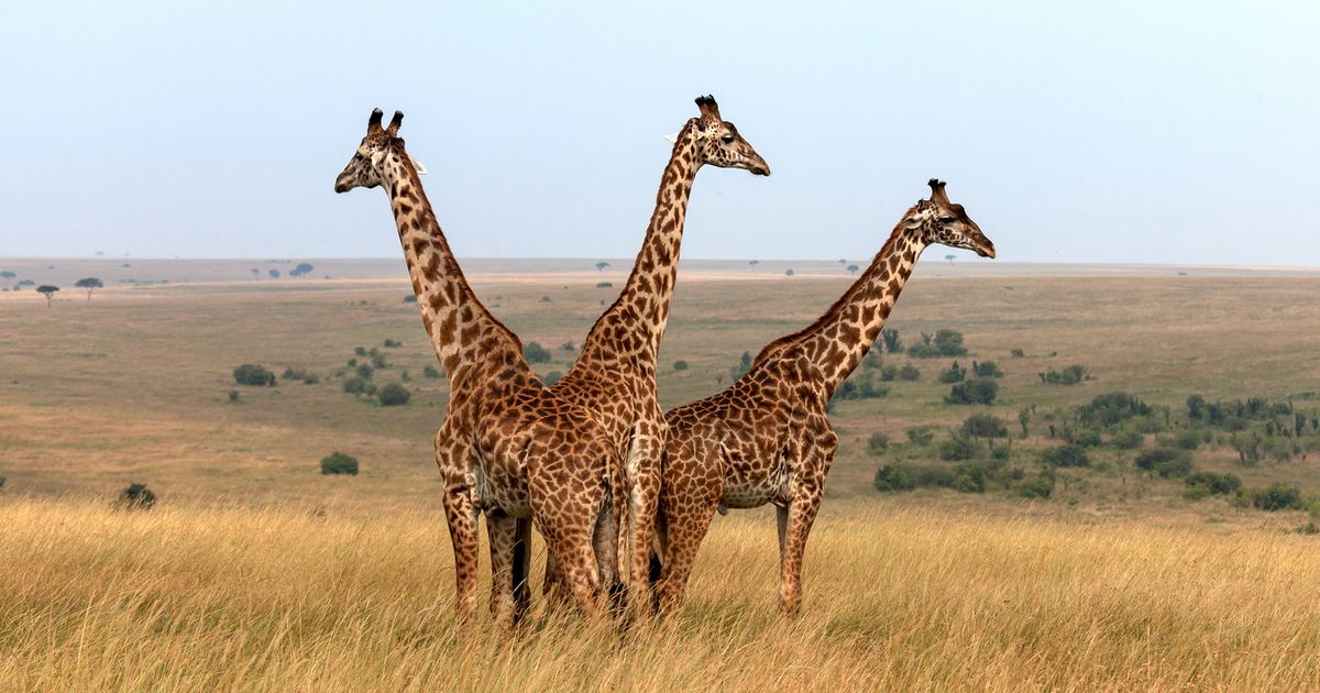 jirafas incluidas en la lista de especies en riesgo