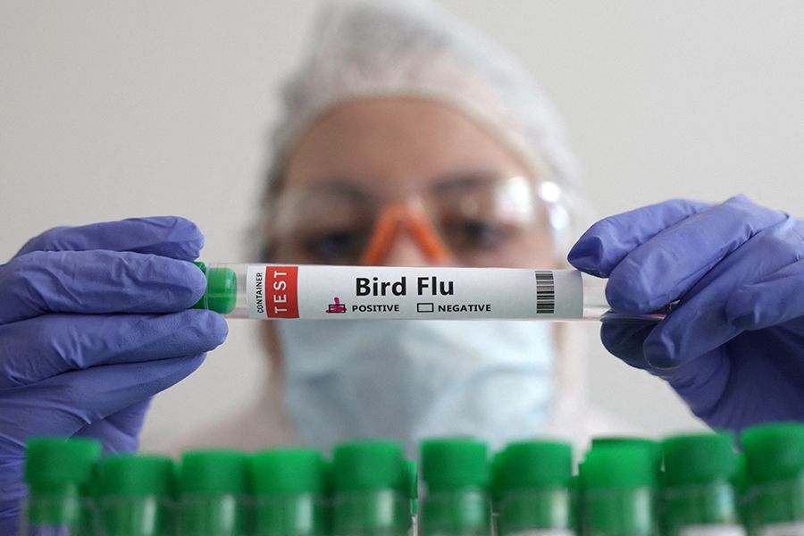 desentrañando la diversidad entre la gripe a y la gripe aviar